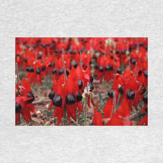 Sturt's Desert Pea by Carole-Anne